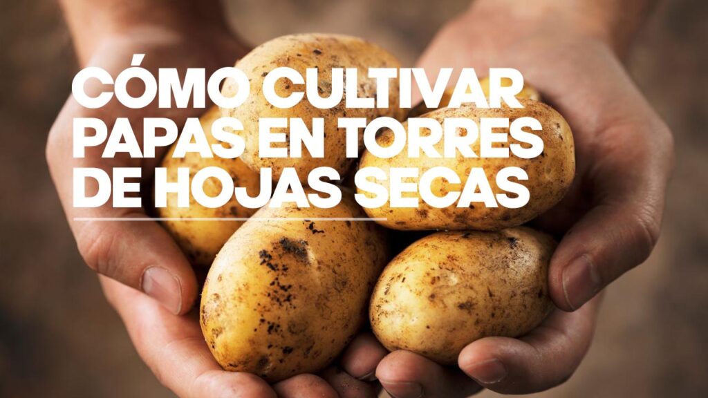 como cultivar papas en torre