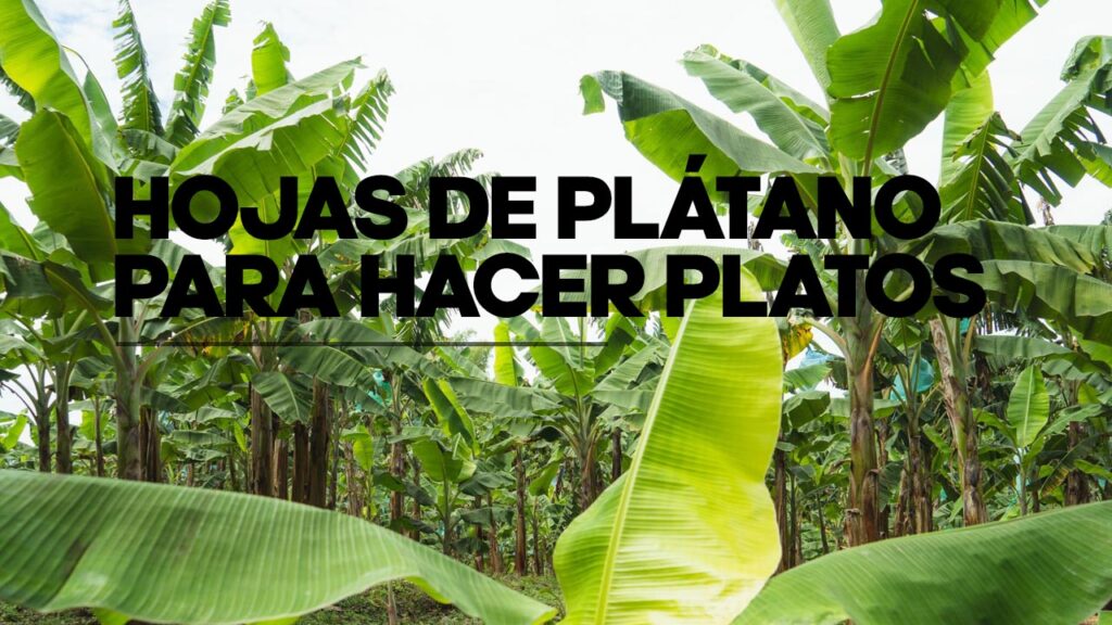 hojas de plátano para hacer platos